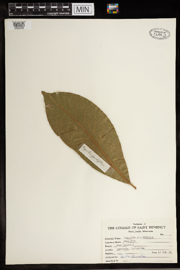 Magnolia grandiflora image