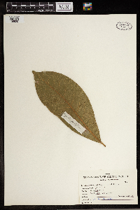 Media resource of Magnolia grandiflora