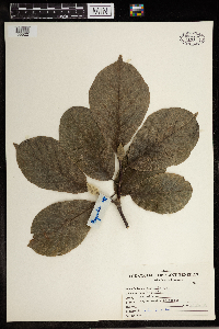 Image Associated With the Occurrence