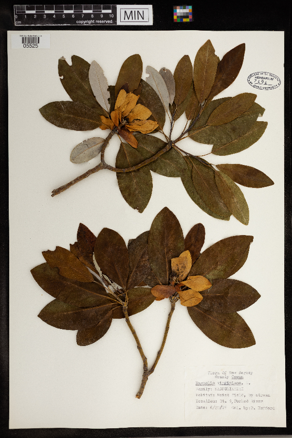 Magnolia virginiana image