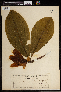 Magnolia macrophylla image