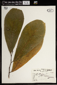 Image Associated With the Occurrence