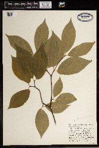 Calycanthus floridus image