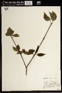 Calycanthus floridus image