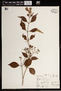 Media resource of Calycanthus floridus