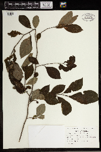 Lindera benzoin image