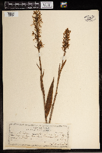 Media resource of Platanthera lacera