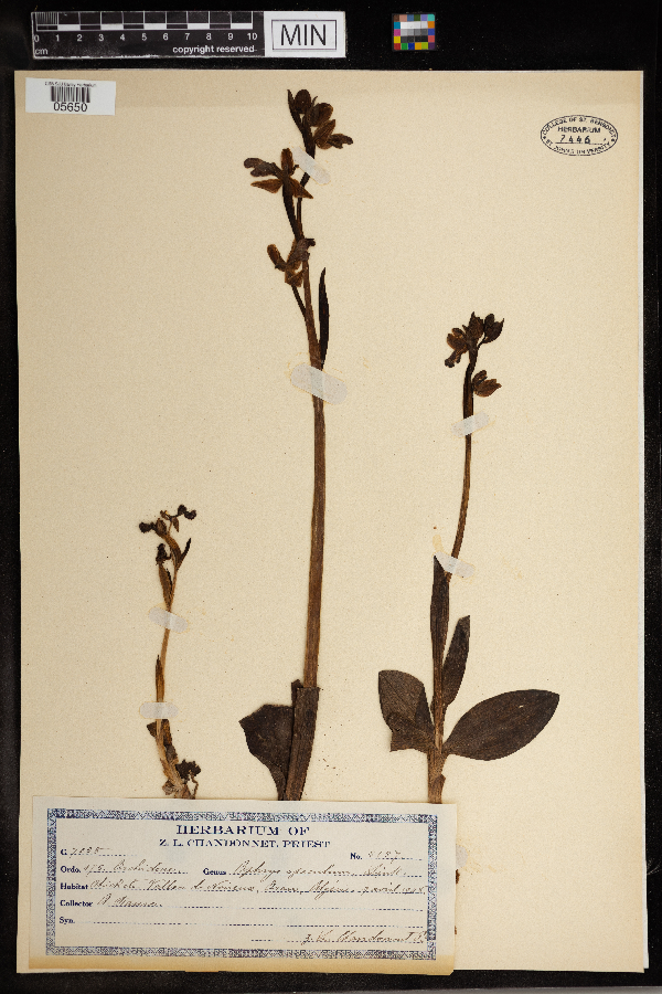 Ophrys speculum image