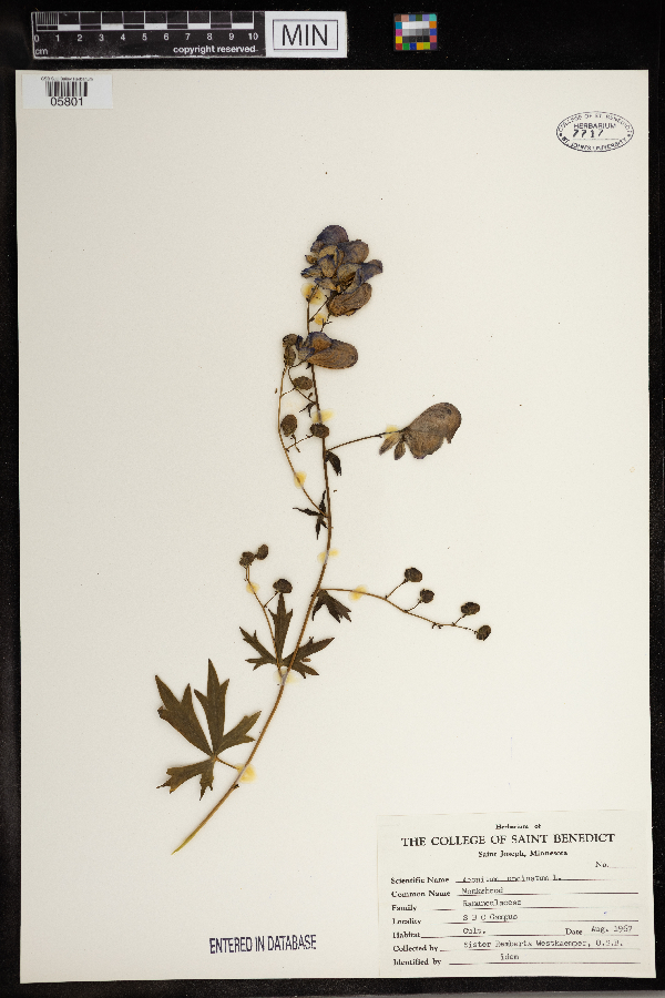 Aconitum image