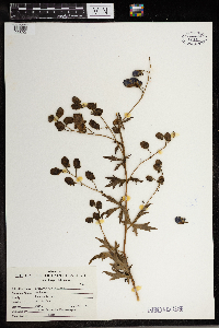 Aconitum uncinatum image