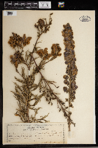 Aconitum napellus image