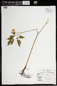 Actaea rubra image