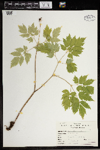 Actaea rubra image