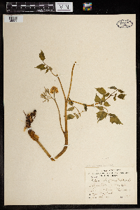 Actaea pachypoda image