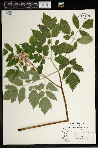 Actaea pachypoda image