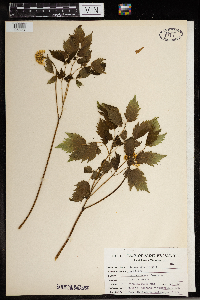 Actaea pachypoda image
