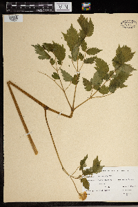 Actaea pachypoda image