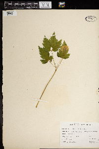 Actaea pachypoda image