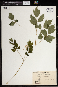 Actaea pachypoda image