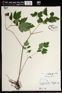 Actaea rubra image