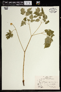 Actaea rubra image