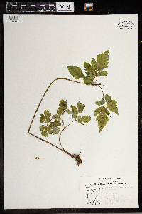 Actaea rubra image