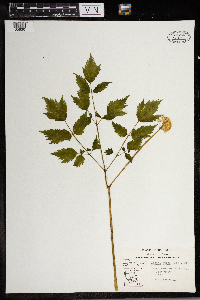 Actaea rubra image