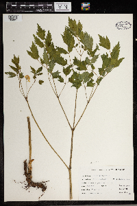 Actaea pachypoda image