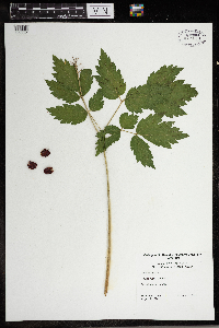 Actaea rubra image