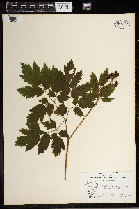 Actaea rubra image