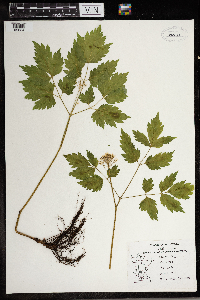 Actaea rubra image
