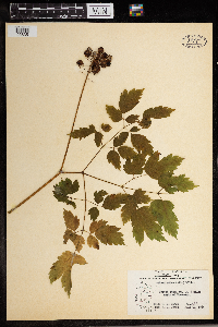 Actaea rubra image