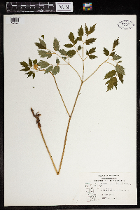 Actaea rubra image