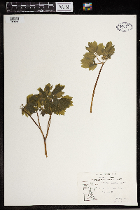 Actaea rubra image