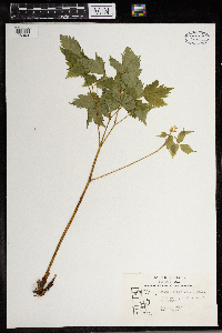 Thumbnail image of current specimen