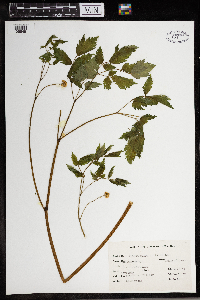 Thumbnail image of current specimen