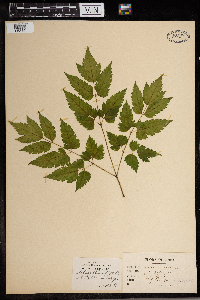 Actaea pachypoda image