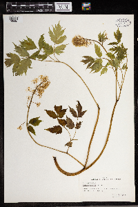 Thumbnail image of current specimen