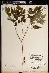 Thumbnail image of current specimen