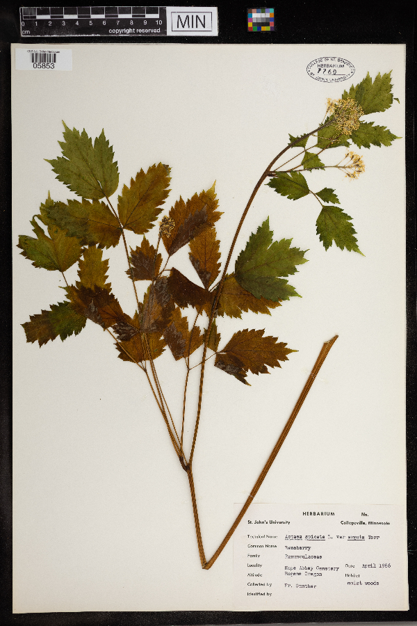 Actaea spicata image