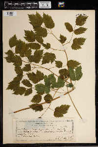 Thumbnail image of current specimen