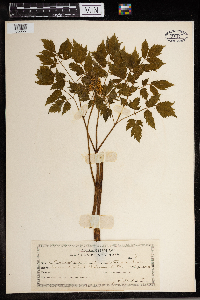 Actaea pachypoda image