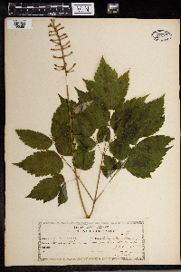 Actaea pachypoda image