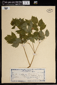 Actaea spicata image