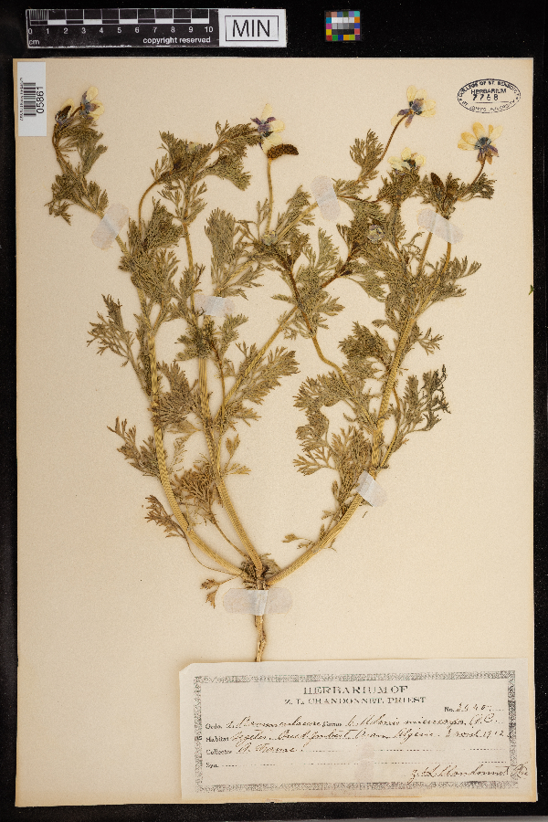 Adonis microcarpa image