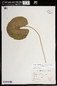 Nuphar microphylla image