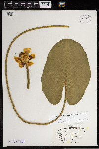 Nuphar variegata image