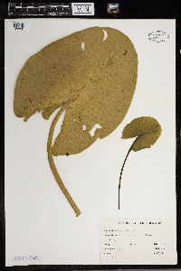 Nuphar variegata image