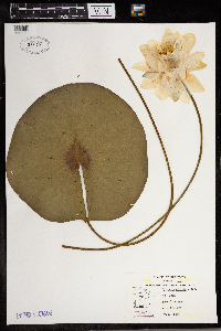 Nymphaea odorata image