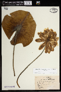 Nymphaea odorata image